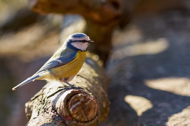 Titmouse en una rama en el bosque con un fondo borroso