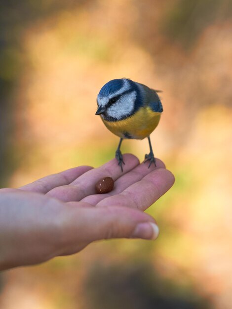 Titmouse se sienta en un brazo con un fondo borroso