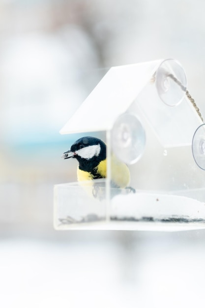 Foto titmouse tiene semillas en un alimentador transparente en vista de invierno cuidado de aves en invierno.