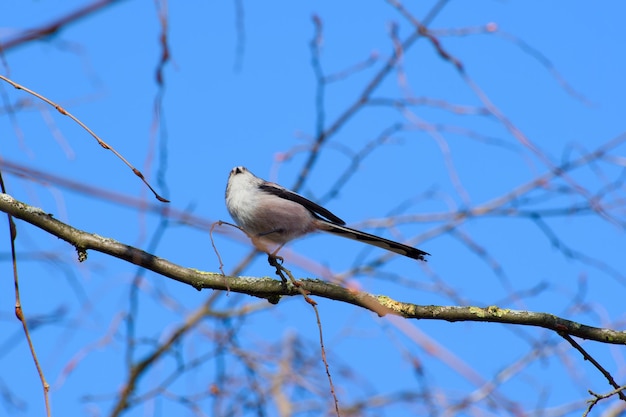 un tito de cola larga posado en una rama de un árbol en un día soleado de invierno