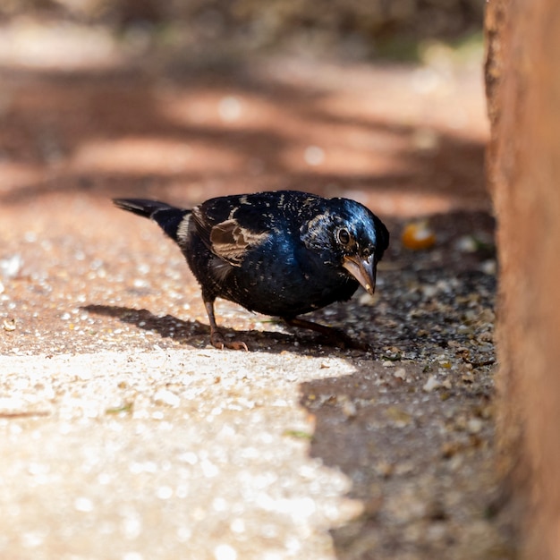 El Tiziu (Volatinia jacarina) es un ave neotropical de la familia Thraupidae que se encuentra desde el sur de México hasta Argentina / Brasil.