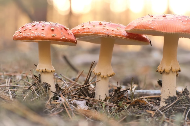 Toadstool am unteren Rand eines Nadelwaldes im Wald Giftiger Pilz