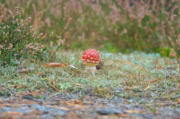 Toadstool am unteren Rand eines Nadelwaldes im Wald Giftiger Pilz