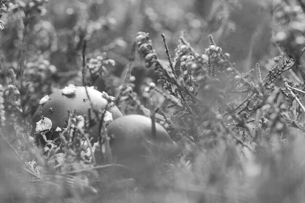 Toadstool en blanco y negro en un campo de brezo en el bosque Seta venenosa