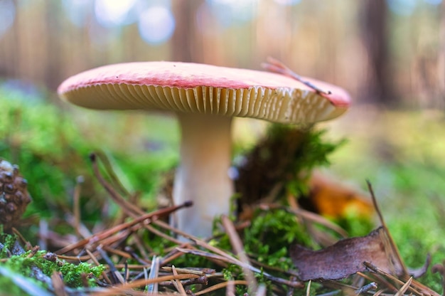 Toadstool verschwommen und verträumt im Gras im Wald Giftiger Pilz