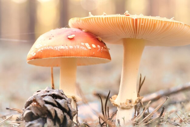 Toadstool verschwommen und verträumt im Gras im Wald Giftiger Pilz