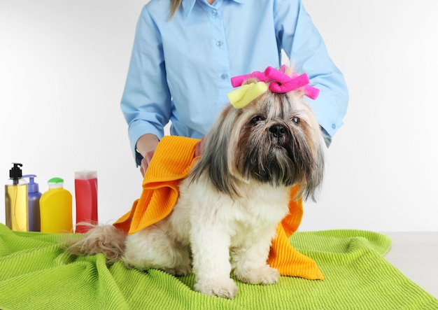 Foto toalla de peluquería shih tzu perro en barbería aislado en blanco