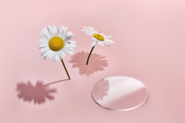 Tobogán de podio de vidrio vacío y flores de manzanilla sobre fondo rosa Maqueta creativa para productos cosméticos de belleza