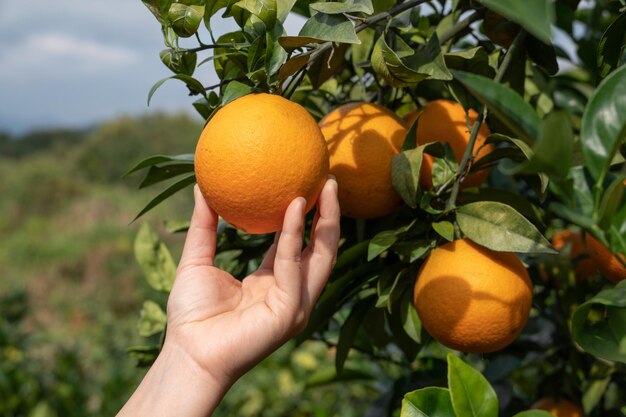 Foto toca las naranjas doradas en las ramas verdes y las hojas con las manos.