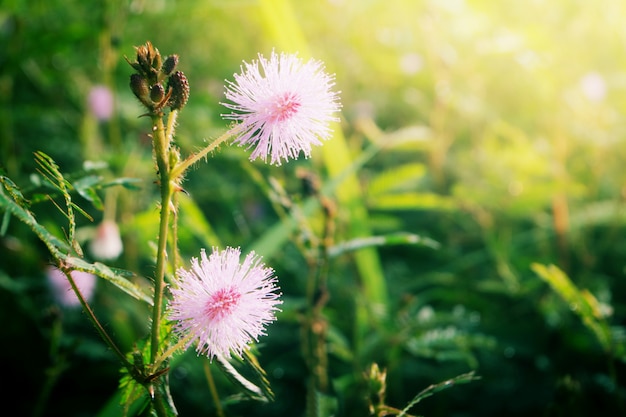 Foto tócame no flor floreciendo al amanecer