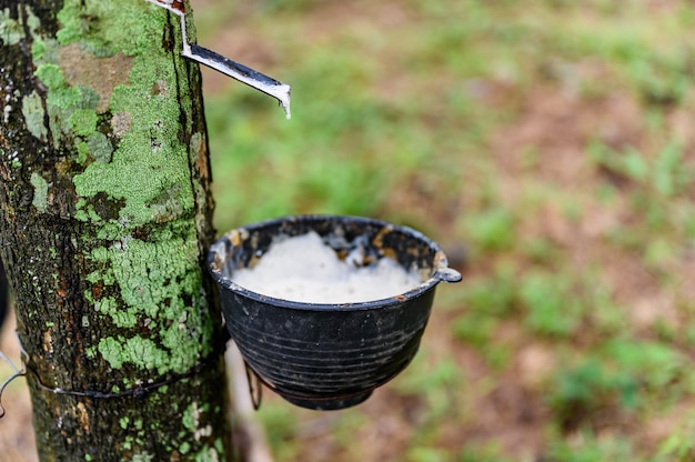 Foto tocando a seringueira de látex, látex de borracha extraído da seringueira, colheita na tailândia.
