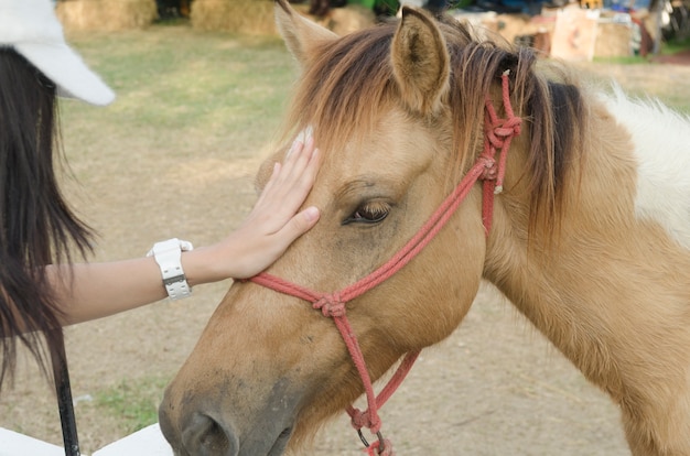 Tocando el caballo