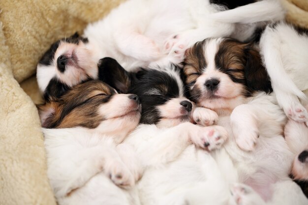 Tocando cachorros durmiendo