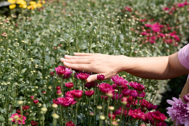 Tocando flores à luz do sol
