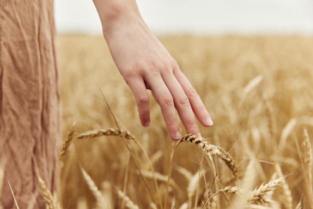 Tocando o campo de trigo dourado fazenda de centeio natureza outono conceito de temporada