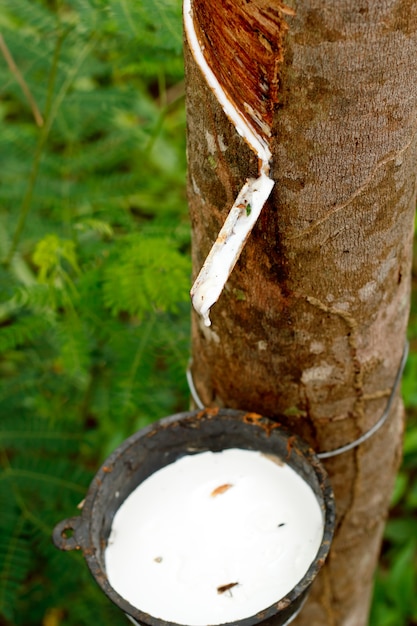 Tocando la savia del árbol de caucho.