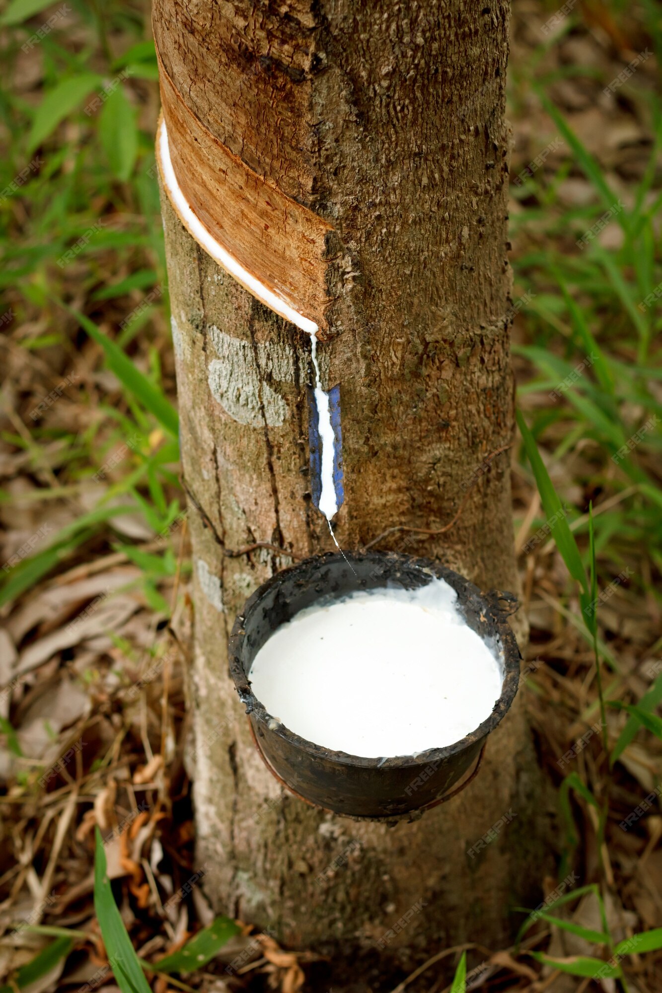 Tocando la savia del árbol de caucho. | Foto Premium