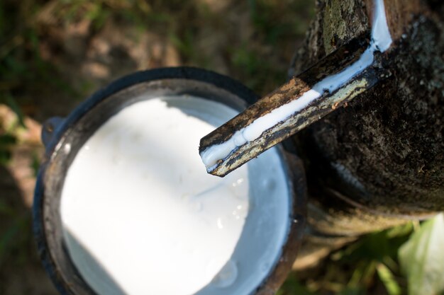 Tocando la savia del árbol de goma