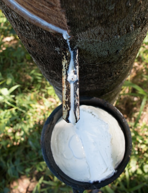 Tocando la savia del árbol de goma