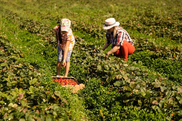 Tochter und Mutter arbeiten im Gemüsegarten, Erdbeeren geerntet