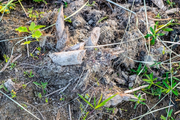 Toco de árvore abandonado de sesbania em uma área agrícola com grama selvagem em crescimento