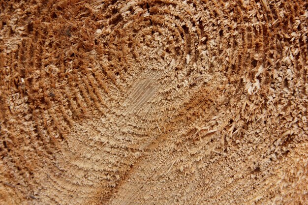 Toco de carvalho derrubado seção do tronco com anéis anuais Padrão de madeira Seção transversal de madeira Textura de madeira