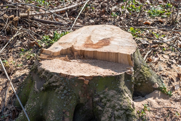 Toco de grande árvore removida na floresta