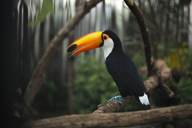 Toco toucan Ramphastos toco conocido como Tucano Toco sentado en la rama de un árbol se encuentran entre los animales