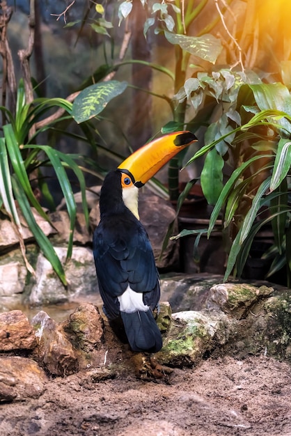 Toco Tucano nas pedras da floresta