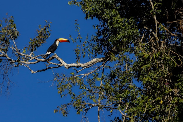 Toco Tuco na Selva