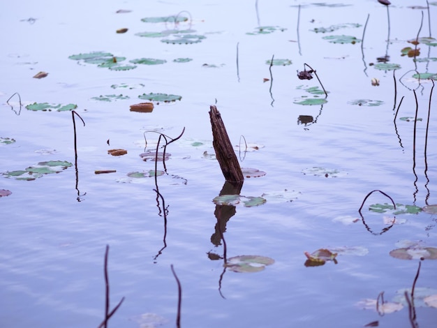 Un tocón de árbol en el agua