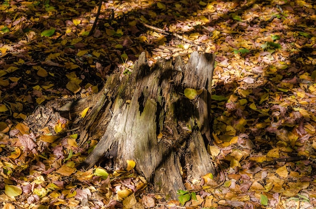 Un tocón de árbol en el bosque con hojas en el suelo