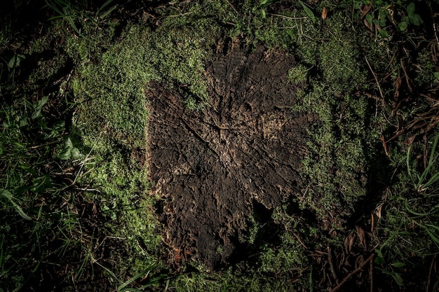 Tocón de árbol en el bosque. Papel pintado de la naturaleza