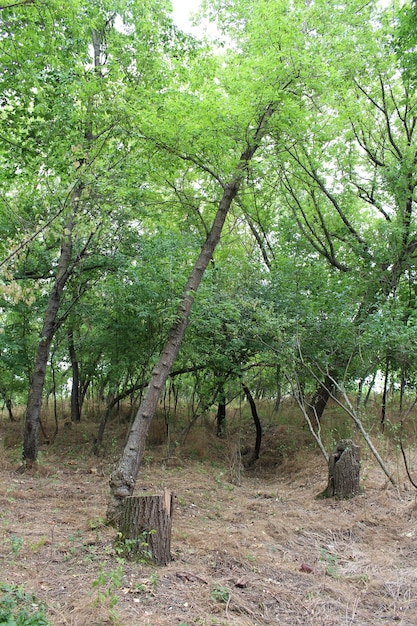 Un tocón de árbol en un bosque