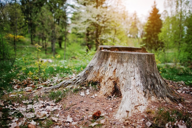 Tocón de árbol carbonizado en el bosque