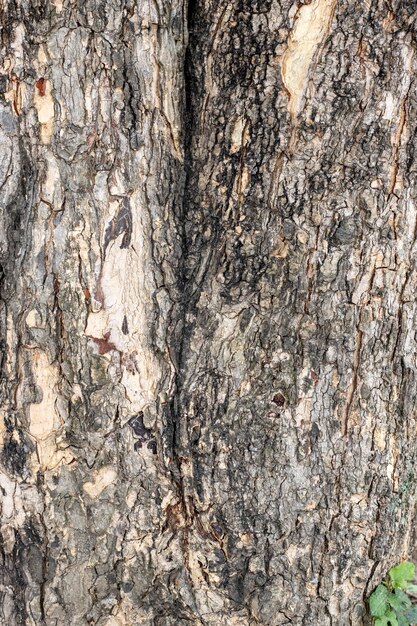 Tocón de árbol con corteza rugosa primer plano dentro del bosque