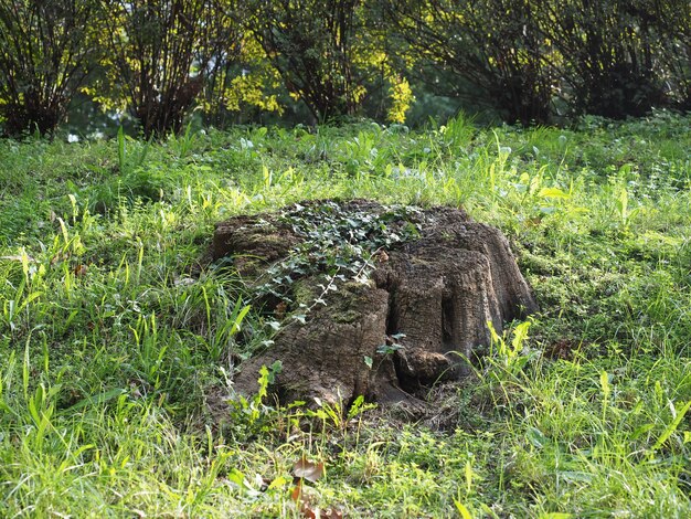 Tocón de árbol cubierto de hiedra