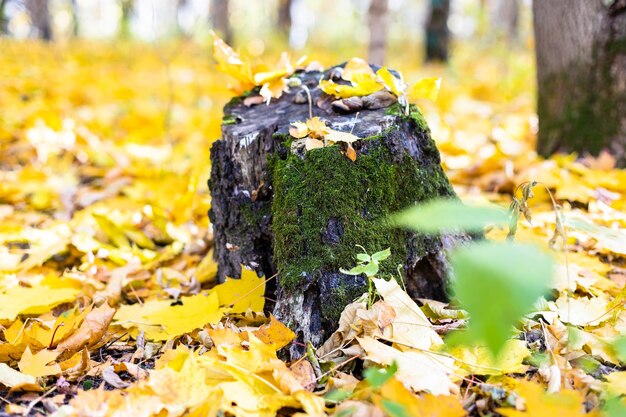 Tocón de árbol cubierto de musgo en la limpieza de hojas amarillas cubiertas