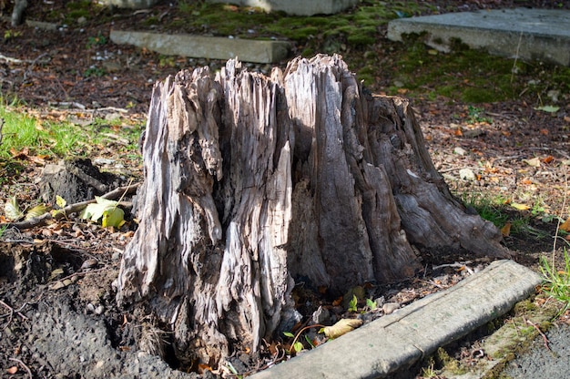 Tocón de árbol dejado en el suelo