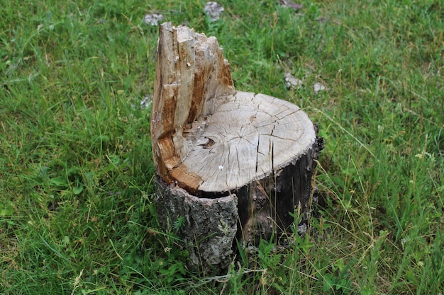 Un tocón de árbol en la hierba