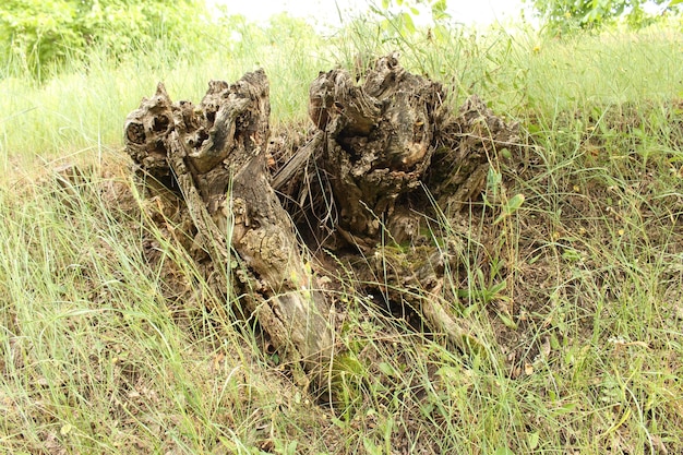 Foto un tocón de árbol en la hierba