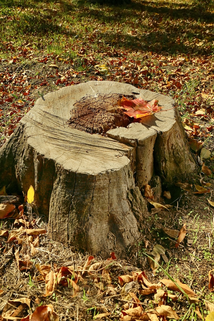 Foto tocón de árbol con hojas caídas en el parque