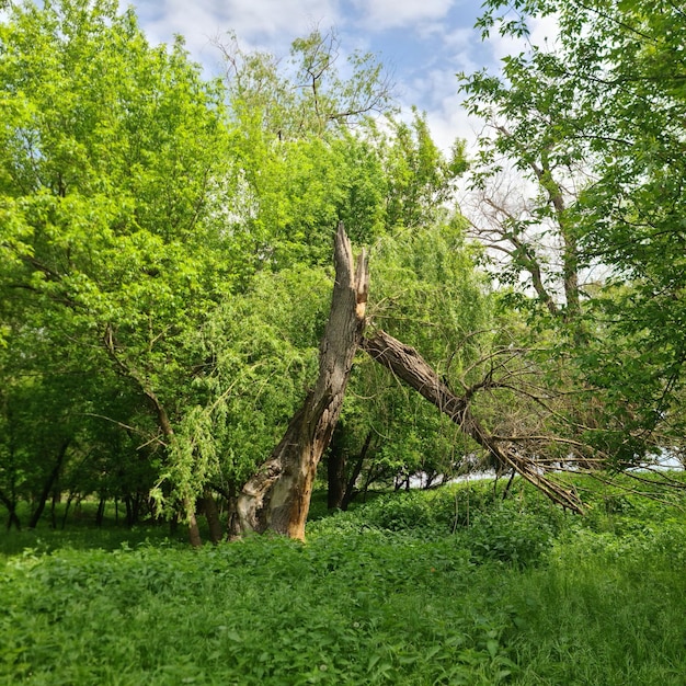 Foto el tocón de un árbol está en medio de un campo con árboles verdes y un cielo azul.