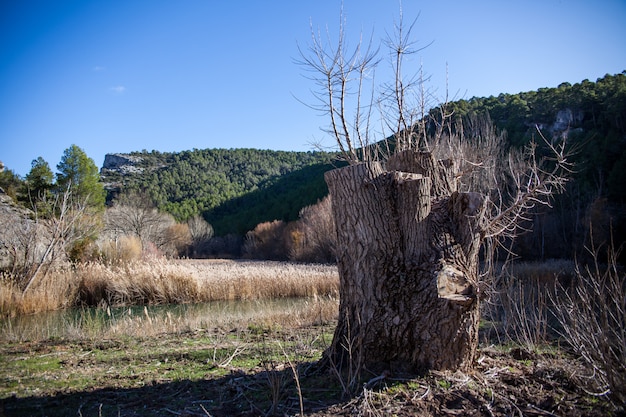 Tocón de un árbol muerto en el monte