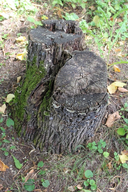 Un tocón de árbol con musgo en él