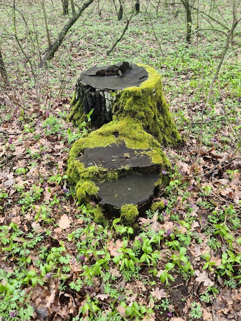 Un tocón de árbol con musgo y la palabra "árbol" en la parte inferior.