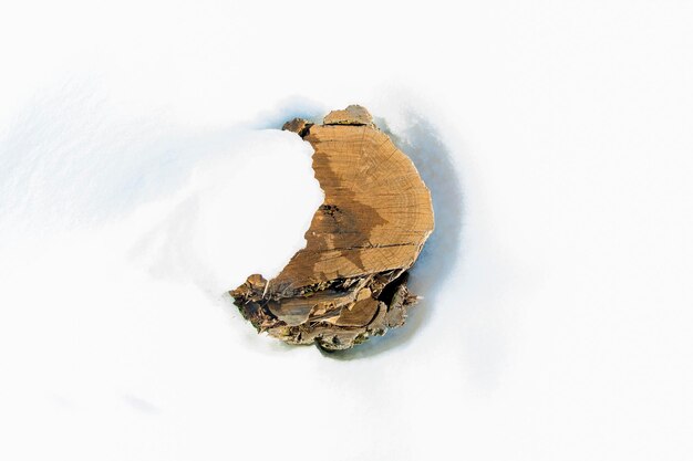 Tocón de árbol en la nieve