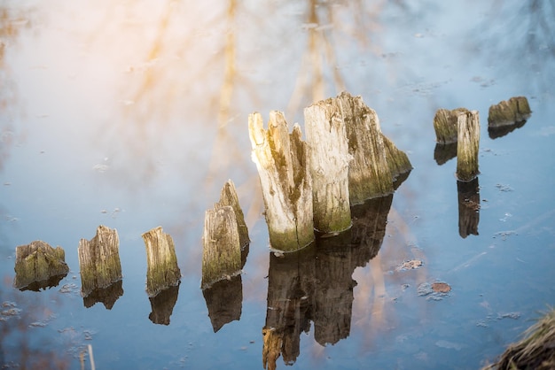 Tocón de árbol podrido en agua con reflejo soleado