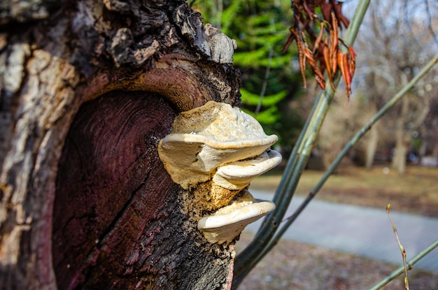 Un tocón de árbol del que crece un hongo