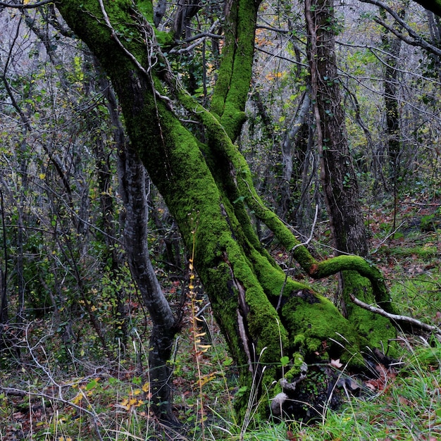 Tocón de árbol con raíces descansando en el bosque